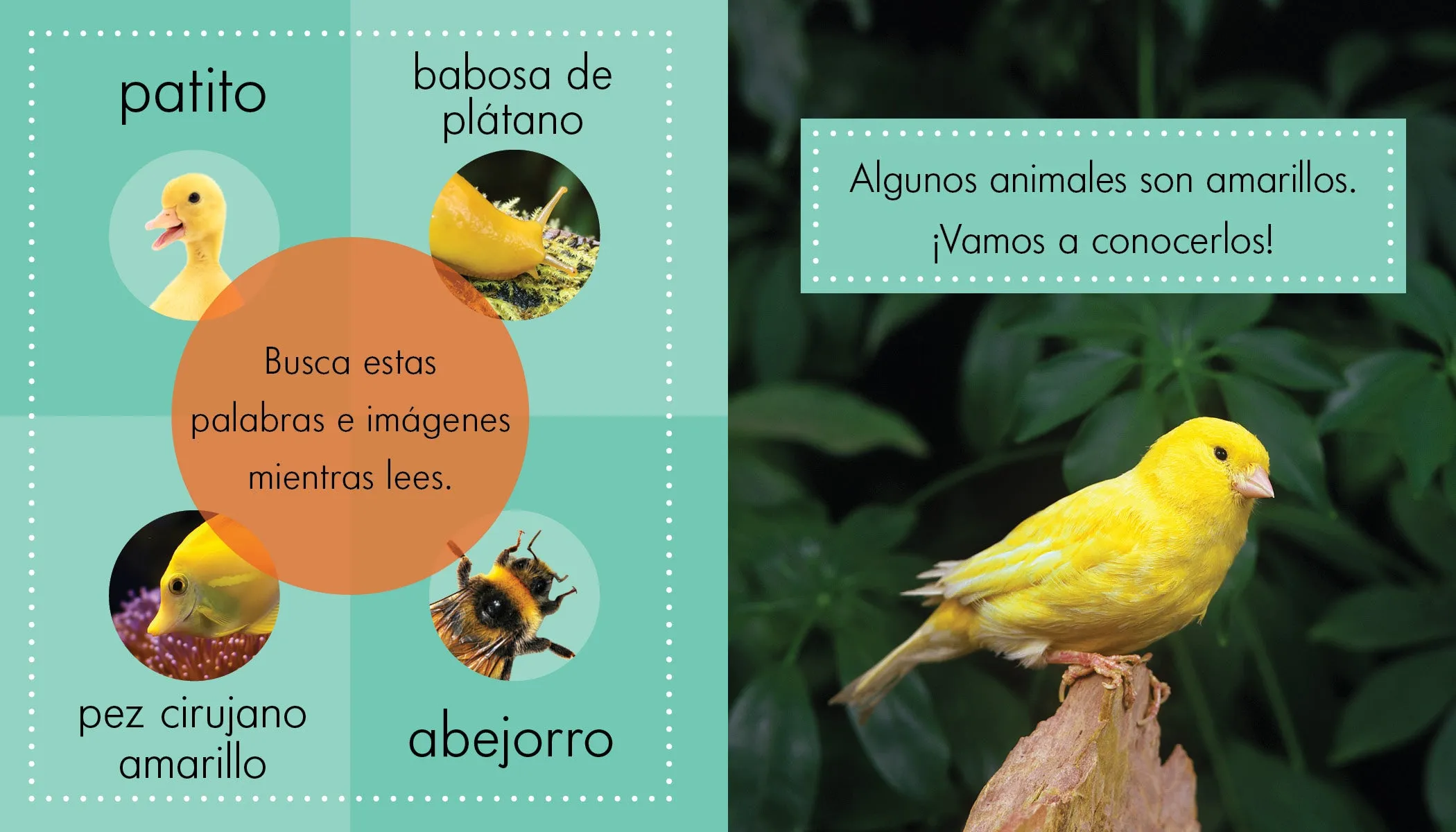 Animales amarillos