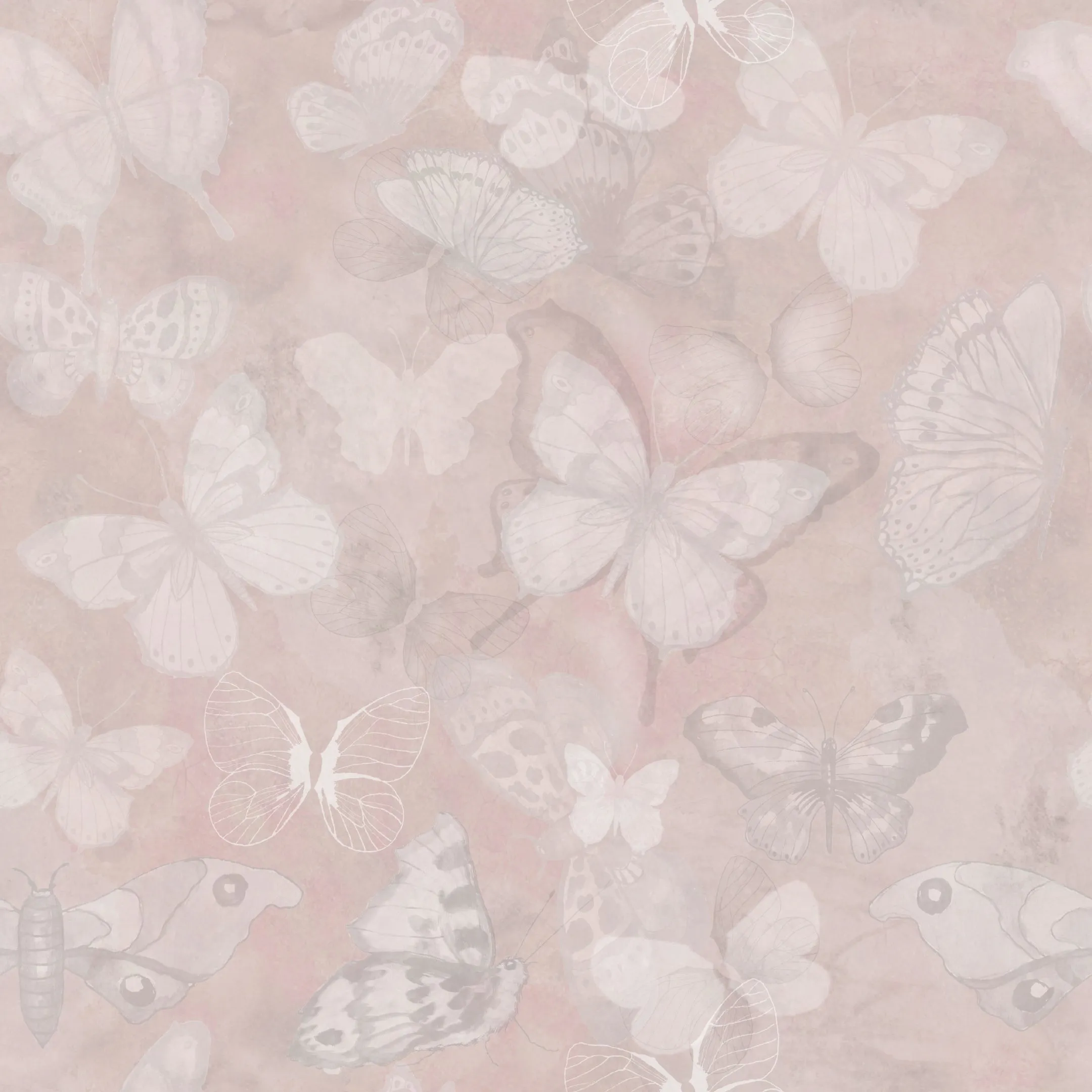 Mariposa - Rose